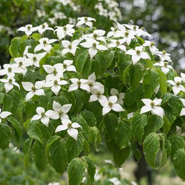 Cornus kousa Chinensis - Corniolo giapponese