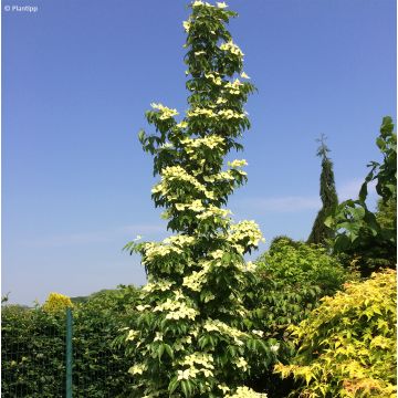 Cornus kousa Flower Tower - Corniolo giapponese