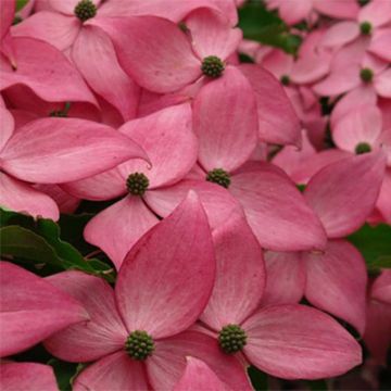 Cornus kousa Scarlet Fire - Corniolo giapponese