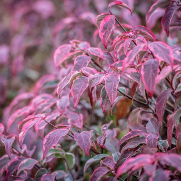 Cornus kousa Shira-yuki - Corniolo giapponese