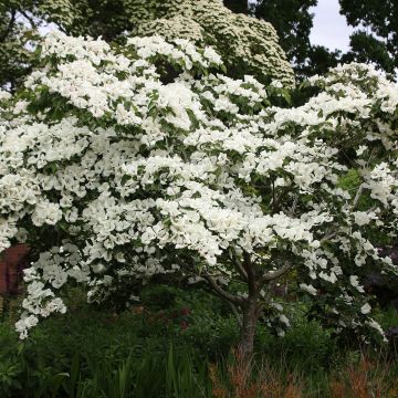 Cornus Venus - Corniolo da fiore