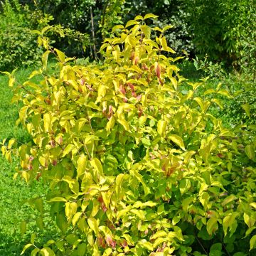 Cornus mas Aurea - Corniolo