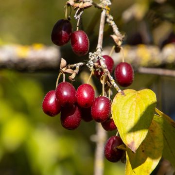 Cornus mas Dublany - Corniolo