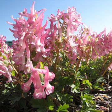 Corydalis solida Bird of Paradise - Colombina solida