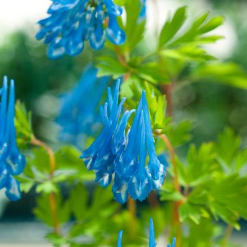 Corydalis flexuosa elata Craigton Blue