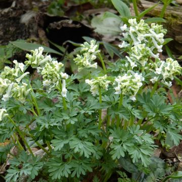 Corydalis solida White Swallow - Colombina solida