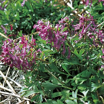 Corydalis pumila - Colombina minore