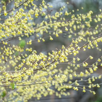 Corylopsis pauciflora - Falso nocciolo