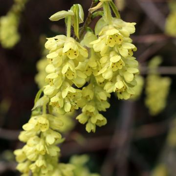 Corylopsis spicata - Falso nocciolo