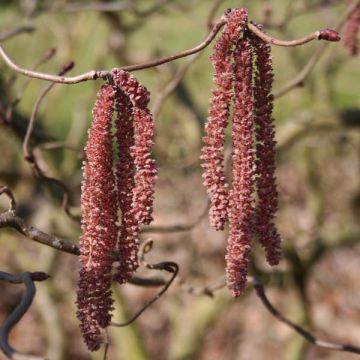 Corylus avellana Red Majestic - Nocciolo comune