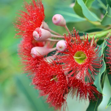 Corymbia ficifolia