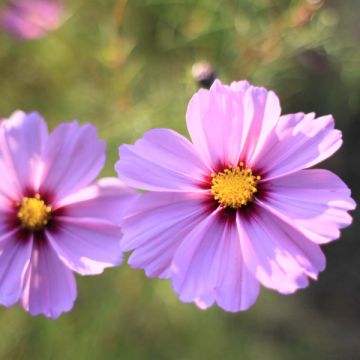 Cosmos Sensation Radiance - Cosmea