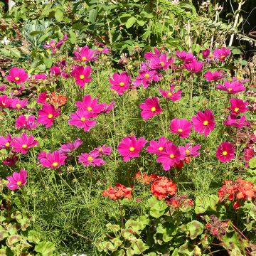 Cosmos Sonata Carmine - Cosmea