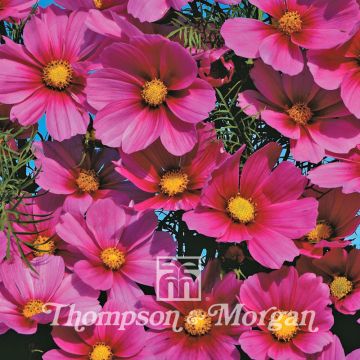 Cosmos Versailles Tetra - Cosmea