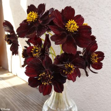 Cosmos atrosanguineus Eclipse - Fior di cioccolato