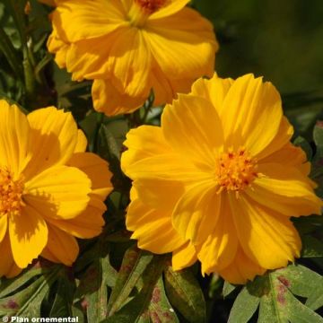 Cosmos sulphureus Cosmic Yellow - Cosmea arancione