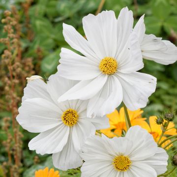 Cosmos Sonata White - Cosmea