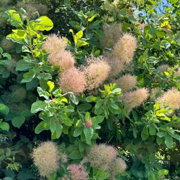Cotinus coggygria - Scotano