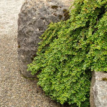 Cotoneaster adpressus