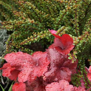 Cotoneaster adpressus Little Gem