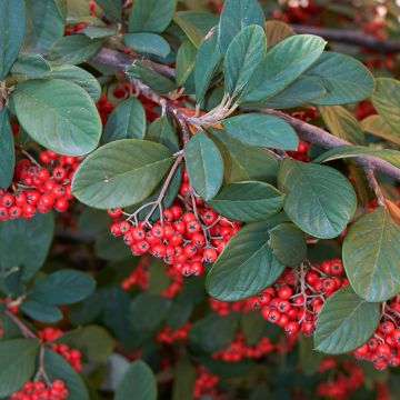 Cotoneaster lacteus - Cotognastro latteo