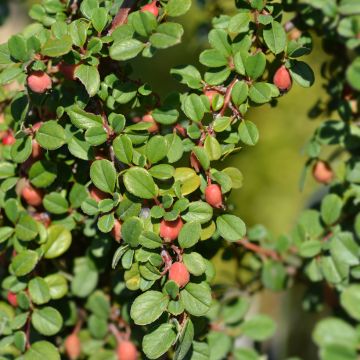 Cotoneaster procumbens Streibs Findling