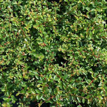 Cotoneaster suecicus Skogholm