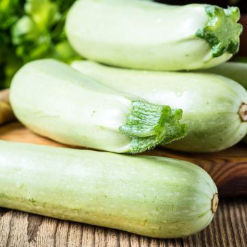 Zucchino Bianco di Virginie 3