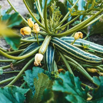 Zucchino Long Green Striped