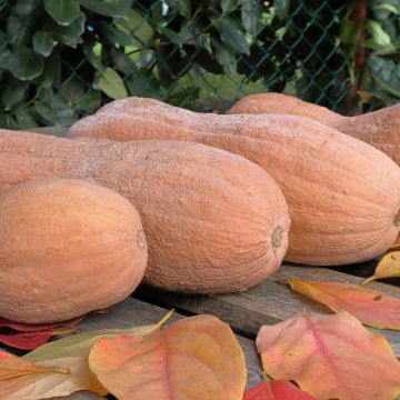 Zucca moscata Violina bio
