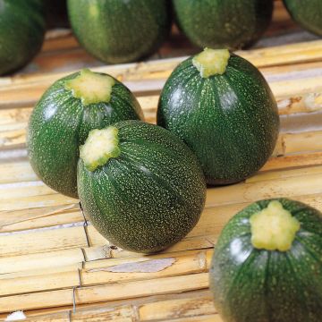 Zucchino Eight Ball