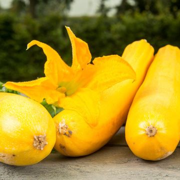 Courgette Ola Gabriella F1 BIO