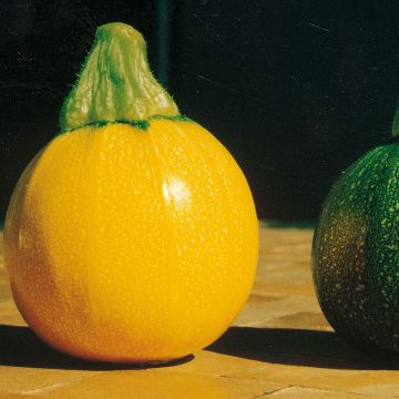 Zucchino giallo One Ball