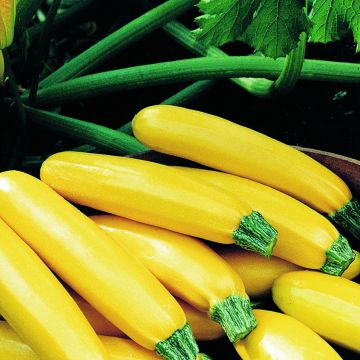 Zucchino ibrido Parador