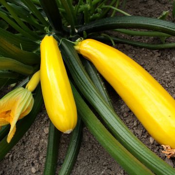 Zucchino Orelia F1 (piante)