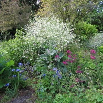 Crambe orientalis Morning Snow