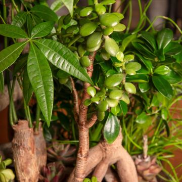 Crassula ovata - Albero di giada