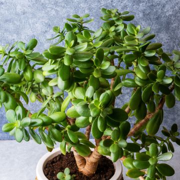 Crassula ovata - Albero di giada