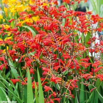 Crocosmia crocosmiiflora Emberglow