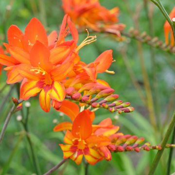 Crocosmia Scorchio - Montbretia