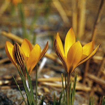 Crocus Stellaris - Croco