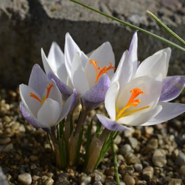 Crocus biflorus Fairy - Croco