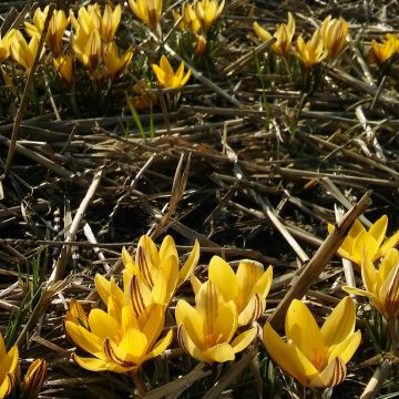 Crocus Little Amber - Croco