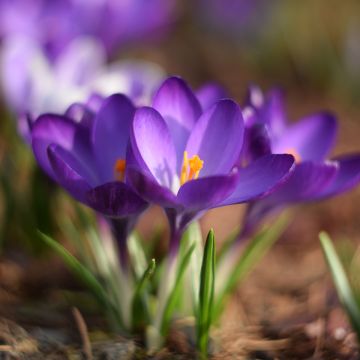 Crocus tommasinianus Blue Ocean