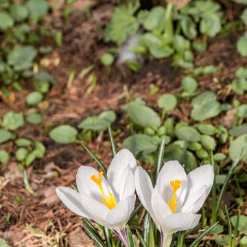 Crocus vernus subsp. albiflorus White - Croco