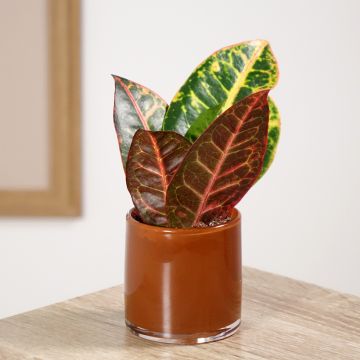 Codiaeum Petra - Croton