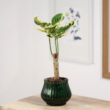 Codiaeum Tamara - Croton