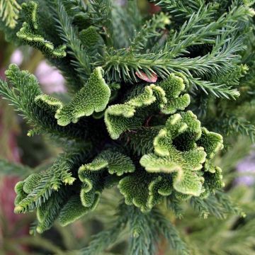 Cryptomeria japonica Cristata - Cedro del Giappone