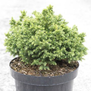 Cryptomeria japonica Vilmoriniana - Cedro del Giappone