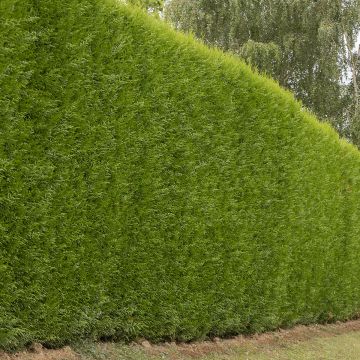 Cupressocyparis x leylandii Atro - Cipresso di Leyland